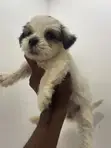 Purebred Lhasa Apso Puppy - 1-3 Months Old - 2