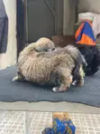 Purebred Lhasa Apso Puppy - 1-3 Months Old - 3