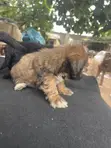 Purebred Lhasa Apso Puppy - 1-3 Months Old - 4
