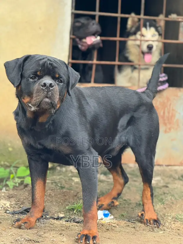 Purebred Rottweiler Male, 1+ Year Old - 1
