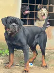 Purebred Rottweiler Male, 1+ Year Old - 1
