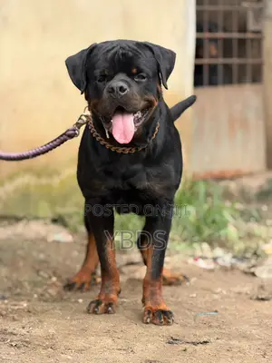 Purebred Rottweiler Male, 1+ Year Old