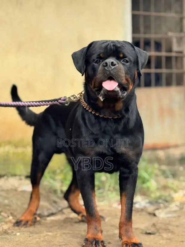 Purebred Rottweiler Male, 1+ Year Old - 1
