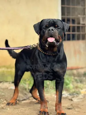 Purebred Rottweiler Male, 1+ Year Old