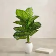 Artificial Calathea / Zebra Plant Decorative Faux Plant - 2