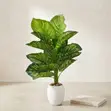 Artificial Calathea / Zebra Plant Decorative Faux Plant - 3