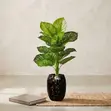 Realistic Artificial Potted Plant - Green Striped Foliage - 1
