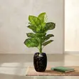 Realistic Artificial Potted Plant - Green Striped Foliage - 2