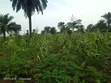 Land for Sale in Abara, Port-Harcourt - 1