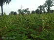 Land for Sale in Abara, Port-Harcourt - 2