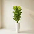 Large Artificial Calathea / Zebra Plant in White Vase - 1