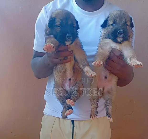 Caucasian Shepherd Puppy - 1-3 Months Old - 1