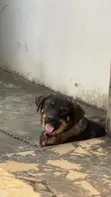 Male Mixed Breed Caucasian Shepherd Dog, 1+ Year Old - 2
