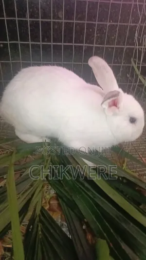 Rabbit for Sale - Weaners, Growers, Matured
