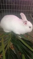Rabbit for Sale - Weaners, Growers, Matured - 1