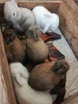 Rabbit for Sale - Weaners, Growers, Matured - 2