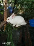 Rabbit for Sale - Weaners, Growers, Matured - 3