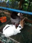 Rabbit for Sale - Weaners, Growers, Matured - 4