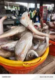 Frozen Mixed Fish - Wholesale & Retail - 2