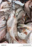 Frozen Mixed Fish - Wholesale & Retail - 4