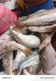 Frozen Mixed Fish - Wholesale & Retail - 5