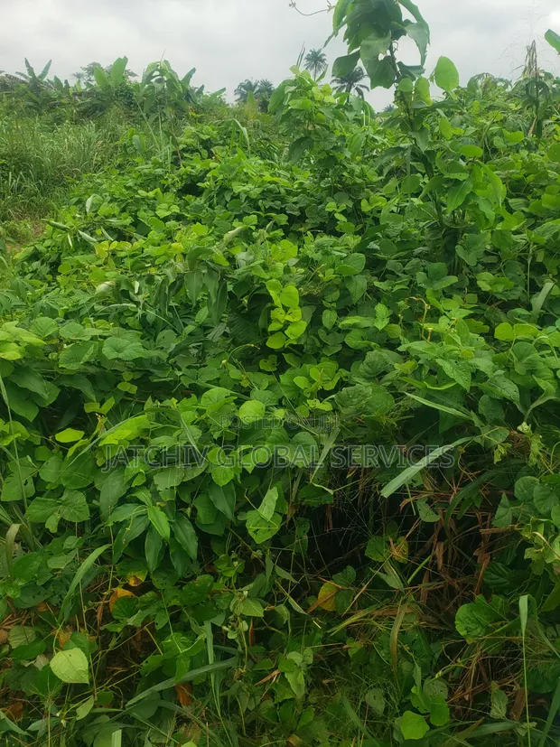 Residential Land for Sale, Port Harcourt - 1