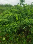 Residential Land for Sale, Port Harcourt - 1