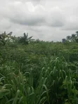 Residential Land for Sale, Port Harcourt - 3