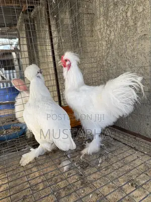 Sultan Birds Pair
