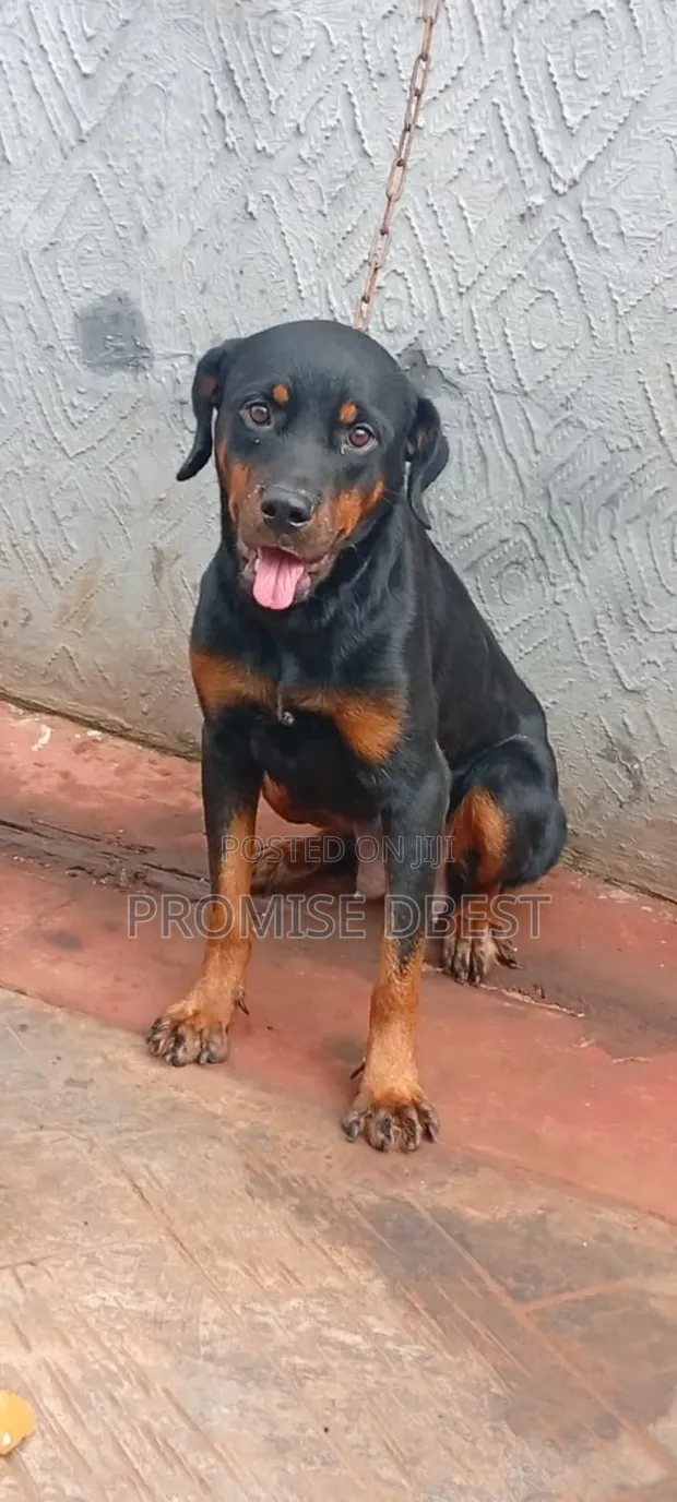 Purebred Rottweiler Female, 1+ Year Old - 1