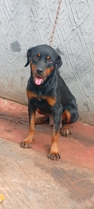 Rottweiler Manya Mace, Shekara 1+ Mai Tsarki