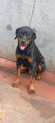 Purebred Rottweiler Female, 1+ Year Old - 1