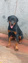 Purebred Rottweiler Female, 1+ Year Old - 2