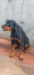 Purebred Rottweiler Female, 1+ Year Old - 3