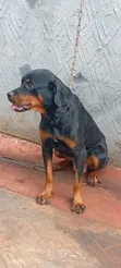 Purebred Rottweiler Female, 1+ Year Old - 4