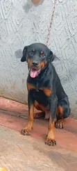 Purebred Rottweiler Female, 1+ Year Old - 5