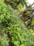Tsaba Cocoa don Noma - 1