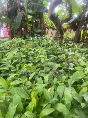 Tsaba Cocoa don Noma