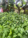 Tsaba Cocoa don Noma - 2