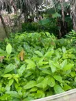 Tsaba Cocoa don Noma - 3