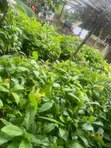 Tsaba Cocoa don Noma - 4
