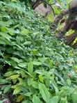 Tsaba Cocoa don Noma - 5