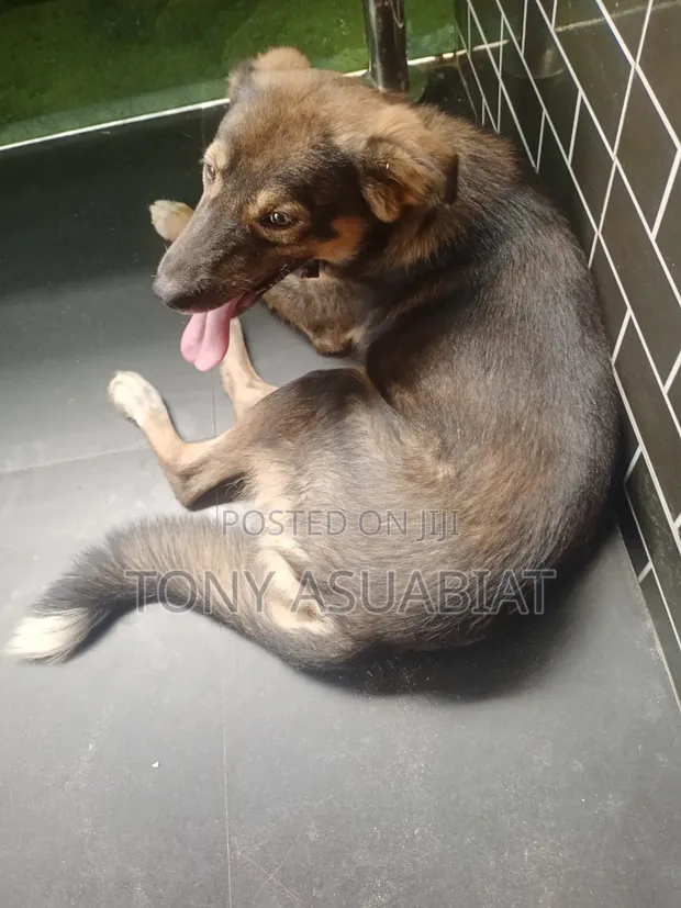 Male Mixed Breed Caucasian Shepherd, 6-12 Months - 1
