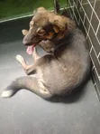 Male Mixed Breed Caucasian Shepherd, 6-12 Months - 1