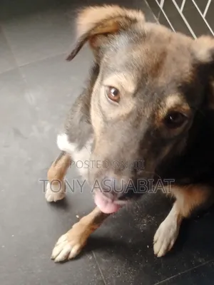Male Mixed Breed Caucasian Shepherd, 6-12 Months