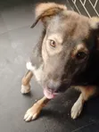 Male Mixed Breed Caucasian Shepherd, 6-12 Months - 2