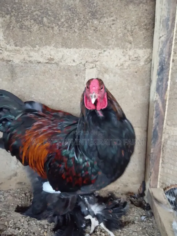 Golden Laced Brahma Chickens - 1