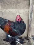 Golden Laced Brahma Chickens - 1