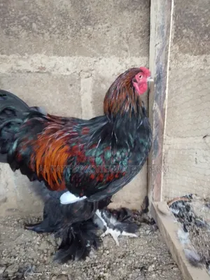 Golden Laced Brahma Chickens