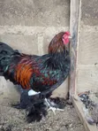Golden Laced Brahma Chickens - 2